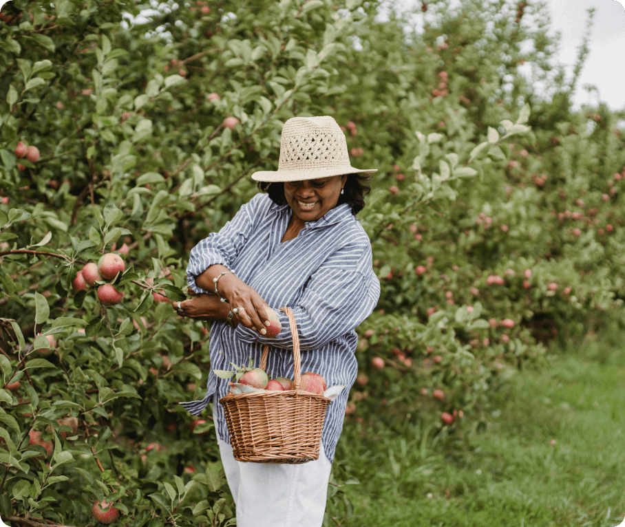 woman-picking-fruit-orchard A woman carrying a basket and picking fruit from a group of fruit trees.