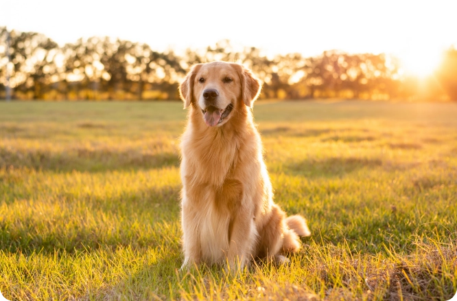 Dog sitting in a grassy field with the sun lower in the sky.