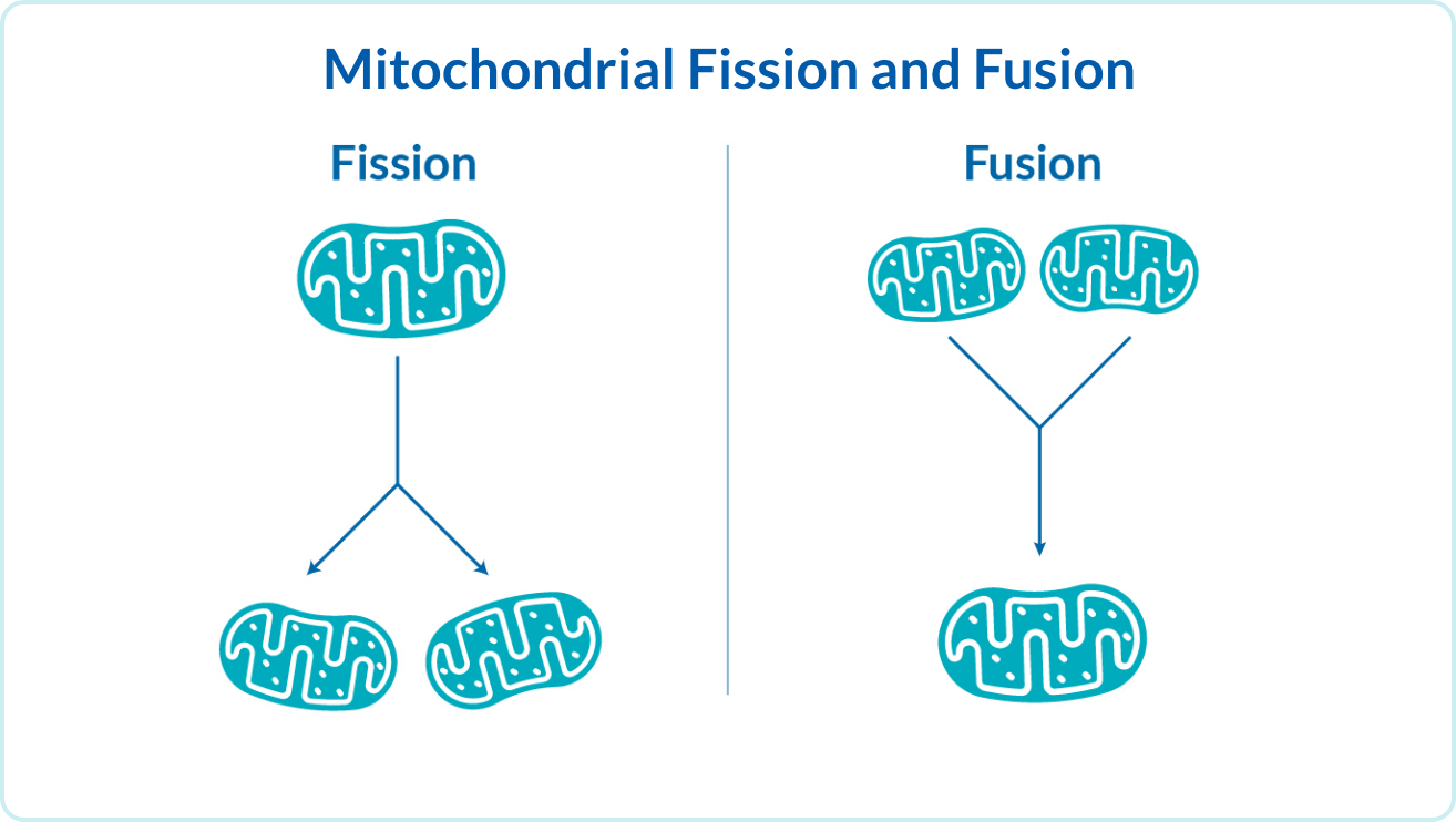 Diagram of mitochondrial fission and fusion