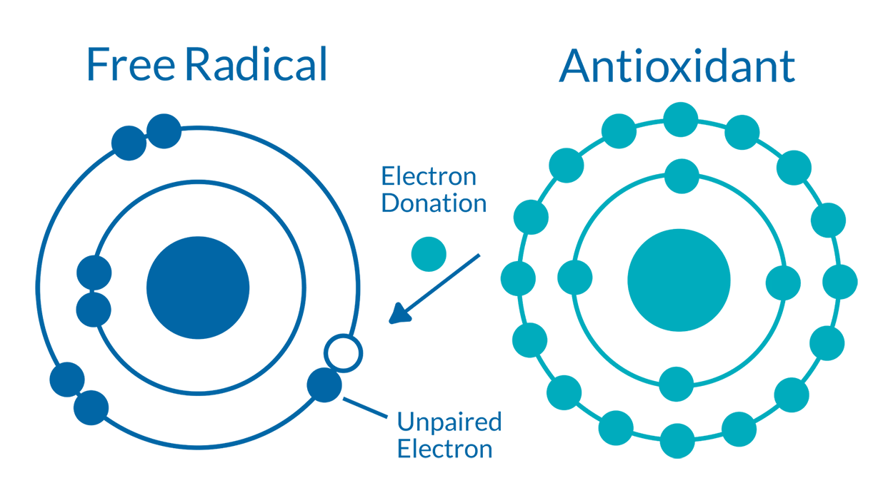 Diagram of an antioxidant donating an electron to a free radical