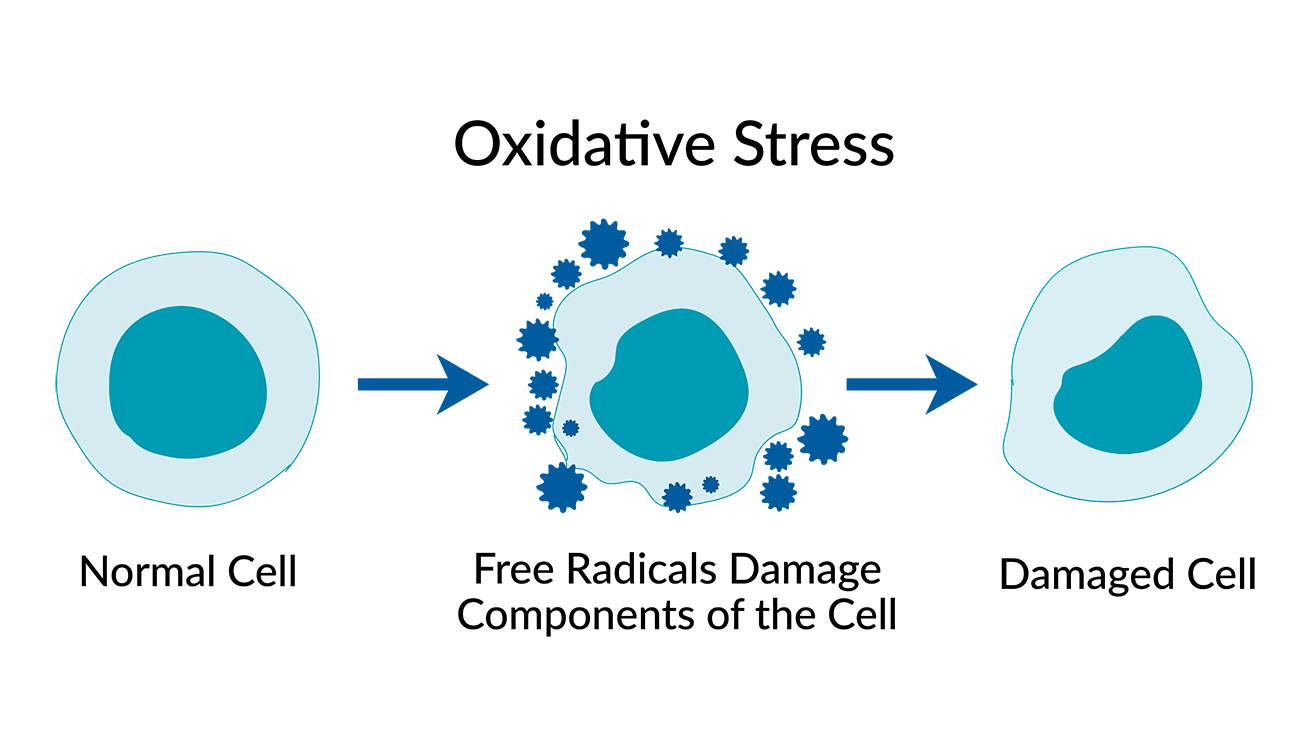 Oxidative stress diagram showing a normal cell, a cell surrounded by free radicals, and a resulting damaged cell.
