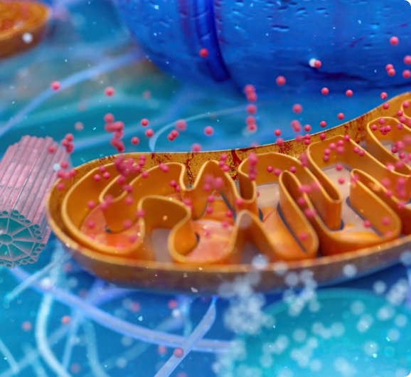 Abstract representation of a mitochondrion surrounded by reactive oxygen species