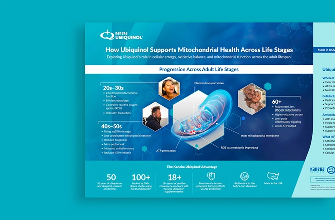 How Ubiquinol Supports Mitochondrial Health Across Life Stages